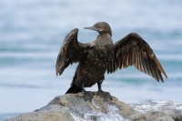 Kormoran australsky - Phalacrocorax sulcirostris - Little Black Cormorant 9928